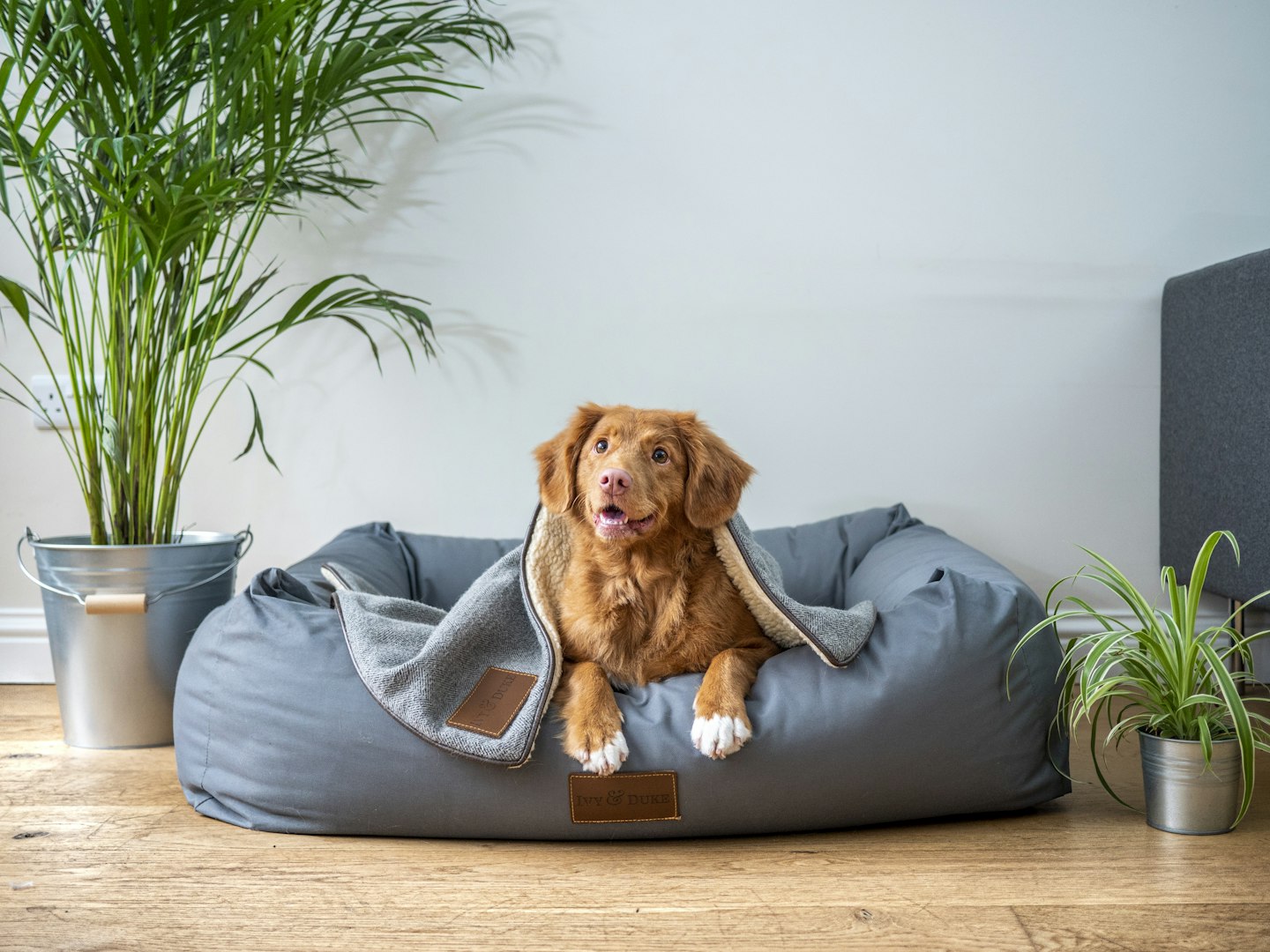 veterinär Borås