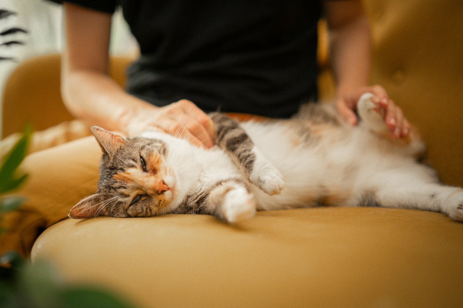 hembesök veterinär katt hund 